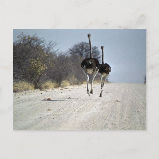 Struiswerk Briefkaart (Voorkant)