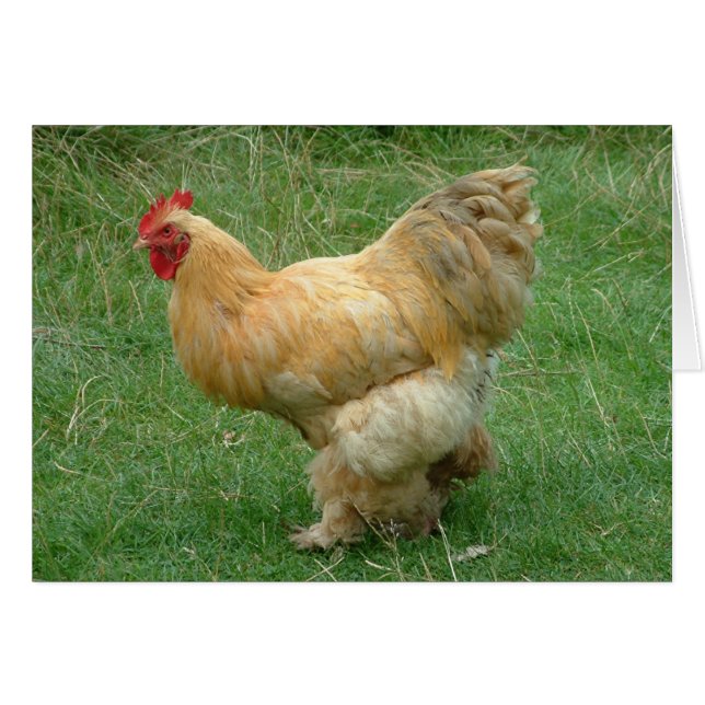 Strut my Stuff (Devant horizontal)