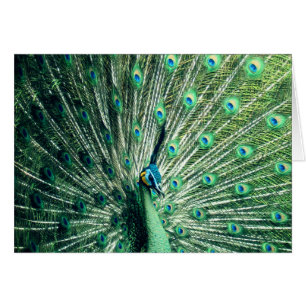 Strut Peacock