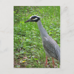 Strutting Heron Briefkaart