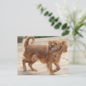 Strutting m'n spullen. Ruby Cavalier King Charles Briefkaart (Staand voorkant)