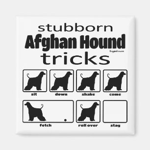 Stubborn Afghan Hound Tricks Magneet