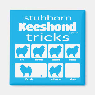 Stubborn Keeshond Tricks Magnet Magneet