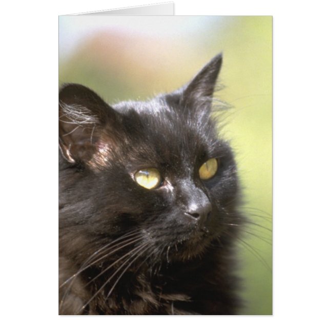 Studie met Black Cat Head (Voorkant)