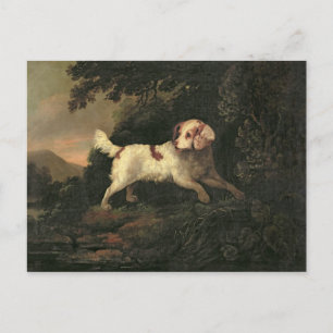 Studie van Clumber Spaniel Briefkaart