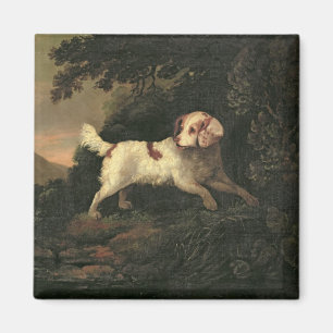 Studie van Clumber Spaniel Magneet
