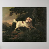 Studie van Clumber Spaniel Poster (Voorkant)