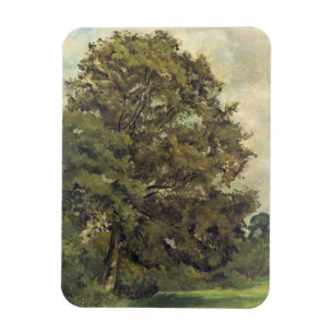 Studie van een asboom, c.1851 (olie op papier op d magneet