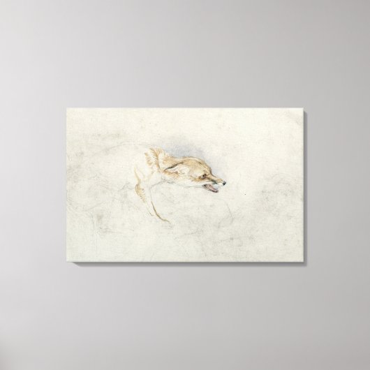 Studie van een forel Fox, naar rechts gericht: fla Canvas Afdruk (Voorkant)