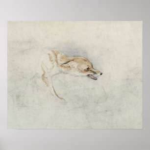 Studie van een forel Fox, naar rechts gericht: fla Poster