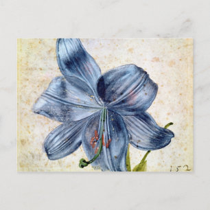 Studie van een lelie, 1526 briefkaart