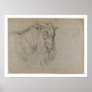 Studie van het hoofd van een am (zwart, sanguine & poster