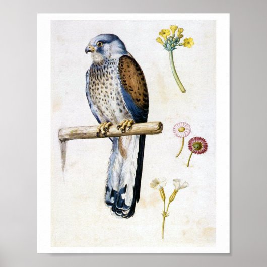 Studie van Lesser Kestrel en Bloem, Arcimboldo Poster (Voorkant)