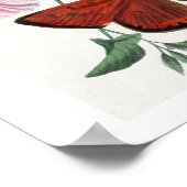 Studie van Paul Gervais naar diurnale vlinders Poster (Hoek)