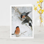 Studies met wilde Hare (konijn), Bruno Liljefors Kaart (Gele Bloem)