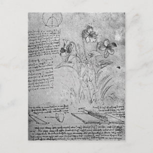 Studies over Violas Briefkaart
