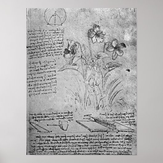 Studies over Violas Poster (Voorkant)