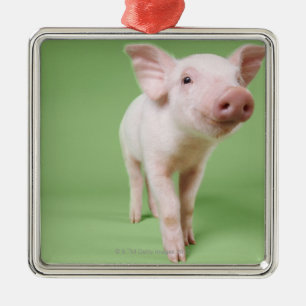 Studio Knipt uit een piglet-opstand Metalen Ornament