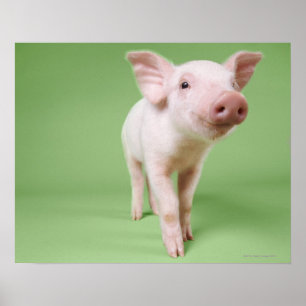 Studio Knipt uit een piglet-opstand Poster