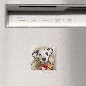 studio magneet (Insitu (Vaatwasser))