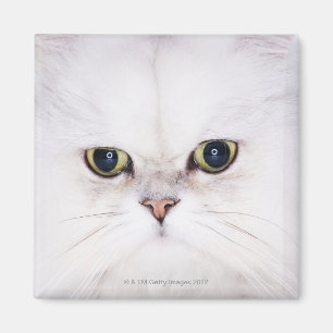 Studio-opname van witte Perzische kat Magneet
