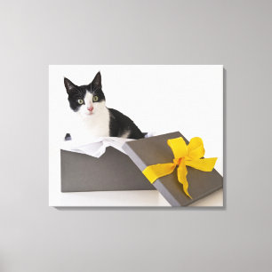 Studio-opname van zwarte en witte kat in cadeaudoo canvas afdruk