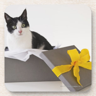 Studio-opname van zwarte en witte kat in cadeaudoo drankjes onderzetter