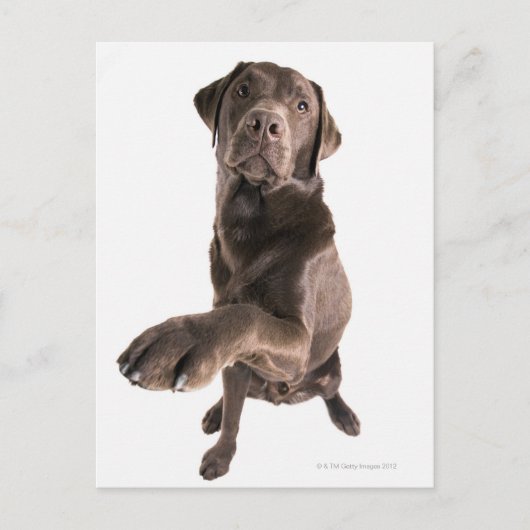 Studio-portret van Chocolate Labrador Briefkaart (Voorkant)