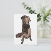 Studio-portret van Chocolate Labrador Briefkaart (Staand voorkant)