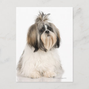 Studio-portret van Shih Tzu Briefkaart