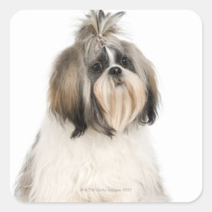 Studio-portret van Shih Tzu Vierkante Sticker