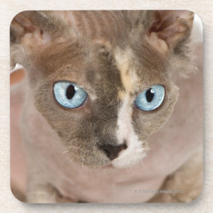 Studio-portret van Sphynx-kat Bier Onderzetter