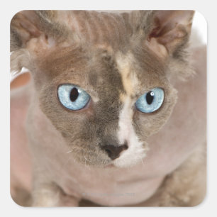 Studio-portret van Sphynx-kat Vierkante Sticker