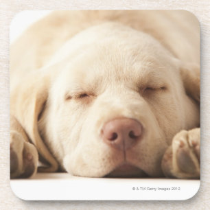 Studio-portret van Yellow Labrador Retriever Bier Onderzetter