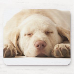 Studio-portret van Yellow Labrador Retriever Muismat