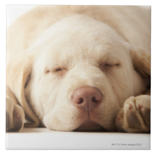 Studio-portret van Yellow Labrador Retriever Tegeltje