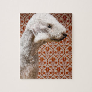 Studio shot van Bedlington Terrier Legpuzzel