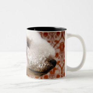 Studio shot van Bedlington Terrier Tweekleurige Koffiemok
