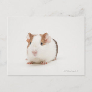 Studio shot van Guinee Pig Briefkaart