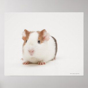 Studio shot van Guinee Pig Poster