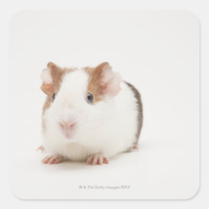 Studio shot van Guinee Pig Vierkante Sticker