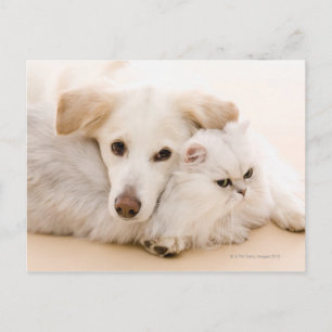 Studio shot van kat en hond briefkaart
