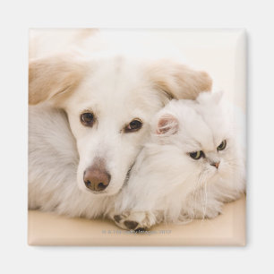 Studio shot van kat en hond magneet