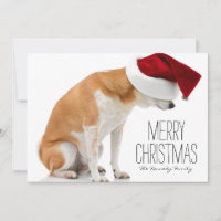 Studio van de hond die van Shiba is ontsproten Inu