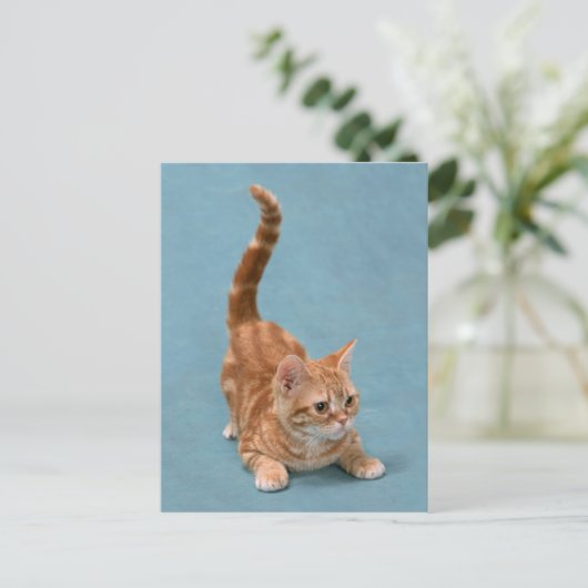 stuiterkitten briefkaart (Staand voorkant)