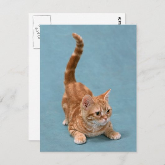 stuiterkitten briefkaart (Voorkant / Achterkant)