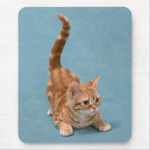 stuiterkitten muismat
