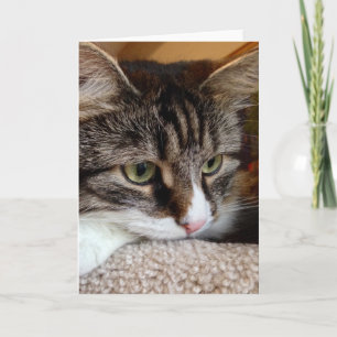 Stuiver voor Uw Kaart van de Nota van de Kat van