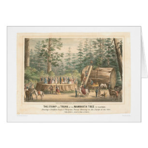 Stump of the Mammoth Tree of Calaveras (0977A)