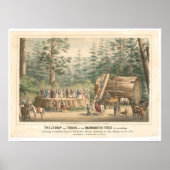 Stump of the Mammoth Tree of Calaveras (0977A) Poster (Voorkant)